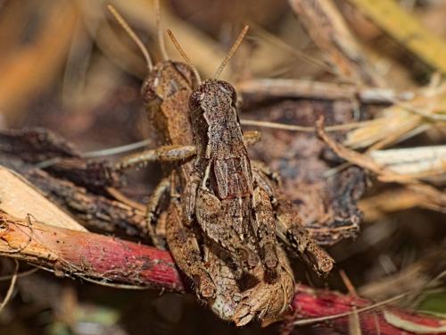 Pezotettix giornae